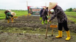 Pj. Wali Kota Tegal Ikuti Penanaman Jagung Serentak