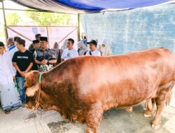 Sapi Kurban dari Presiden Prabowo Diterima Warga Desa Prupuk Selatan
