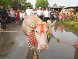 Kerbau Bule Jadi Ikon Baru Lomban Jepara 2026, Ribuan Warga Tumpah Ruah